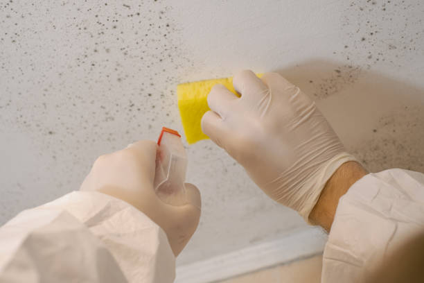 Best Water Damage & Mold Remediation  in Nyssa, OR