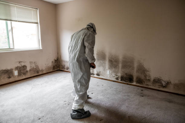 Best Mold Removal for HVAC Installations  in Nyssa, OR