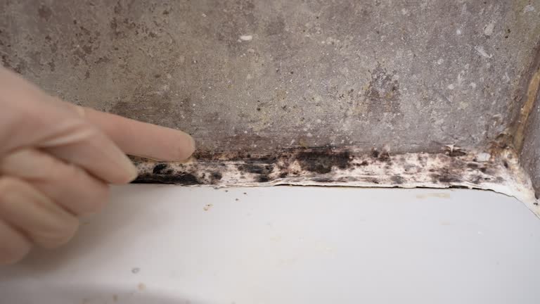 Best Basement Mold Removal  in Nyssa, OR